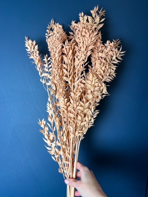 Picture of Dried Ruscus Peach